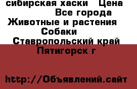 l: сибирская хаски › Цена ­ 10 000 - Все города Животные и растения » Собаки   . Ставропольский край,Пятигорск г.